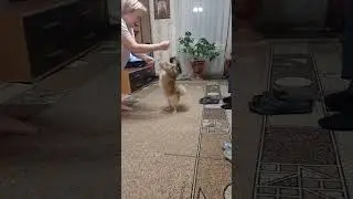 пёс Батоша танцует