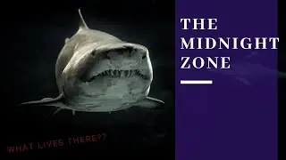 The Midnight Zone (The Dark Zone) |  Let's learn about the Levels of the Ocean | Kids