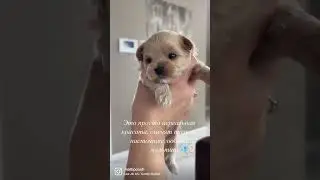 #мальтипу #maltipoo #мальтипумосква