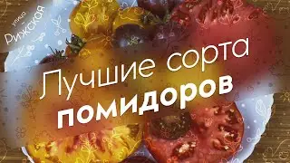Лучшие сорта помидоров 🍅 Обзор