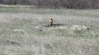 Сурки и хохлатый жаворонок: репортаж с поля в Саратовской области