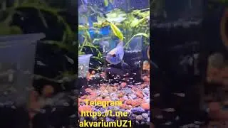 nanacara#нанаакара#аквариум#akvarium