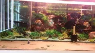 Jardini Arowana feeding