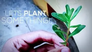 Planning To Plant Something!!! - 2016