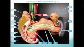 Internal Organs Model Walkthrough