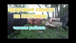 Здоровые караси на поплавок.Маховая удочка.