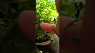 Sensitive plant aka 