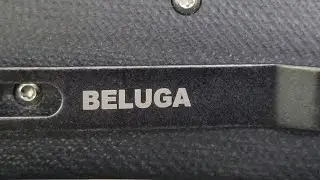 Petrified Fish PFP01 Beluga
