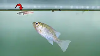 My Pet Bluegill Eats His First Minnow!