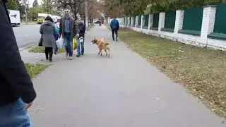 Умный, Добрый и верный пес :)