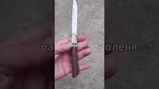 Бычак, доступен для заказа.