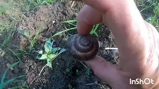 Капуста крепчает. 🐌 Улитки надоели!