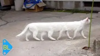 Bu kedi gerçek mi? | Plansızca Çekilen 21 Panaromik Fotoğraf