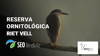 🔴 Aves en DIRECTO - Reserva Ornitológica Riet Vell, Delta del Ebro