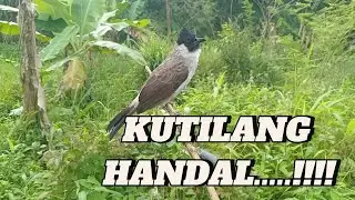 KUTILANG HANDAL..!!! Suara Kutilang Ribut
