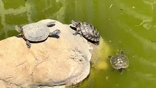 Черепахбэки