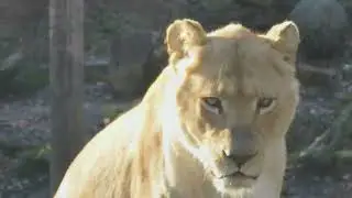 Majestic Lions and Tigers in their Natural Habitats-4K HD -#lions #tigers #wildlife #bigcats