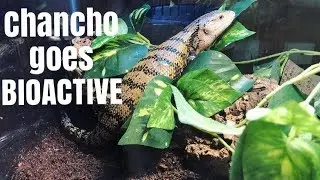Bioactive Enclosure for Indonesian Blue Tongue Skink