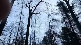 Промысел соболя