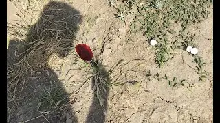 Арбуз Старт одностеблевый   HD 1080p