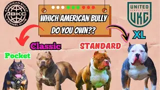 The American Bully &The Different Classes | What You Need To Know!