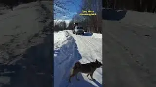 Тртр Митя добрался до дому