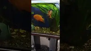 Новый Дом для Бобиков почти готов😃