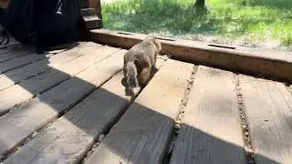 Суслики в парке острова Татышев в Красноярске