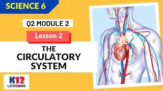 Science 6 Quarter 2 Module 2 Lesson 2 - The Circulatory System
