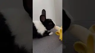 Bunny eating banana ❤️#animals #shorts  #shorts :)