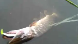 Щука на твичинг