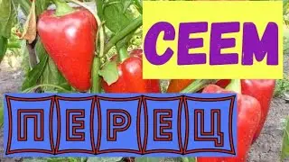 Какие сорта перца мы сеем на рассаду.