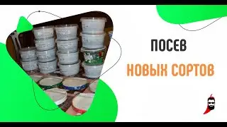 Посев новых сортов острого перца