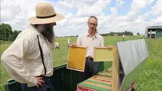 American Bee hives are ALL WRONG here is why! split hives 4 weeks later