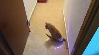 Bran plays with laser