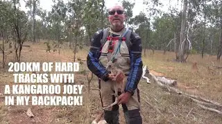 SAVING A KANGAROO JOEY! - Great Northern Adventure PART TWENTY ONE!