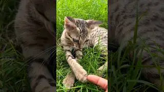 Cutest Cat Flashback Ever! Grey's Adorable Playtime 🐾😺 #Shorts #cutecat #cat #kitten