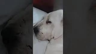 #alabaidogs
