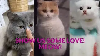 Cute cats and kittens | Cute Pets Kingdom