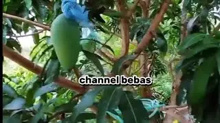 Petik mangga 