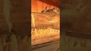 dinosaur 🦕 Kangal