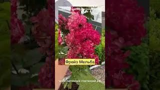 Гортензия метельчатая Фрайз Мельба (Fraise Melba) клубничное мороженое❤️❤️❤️
