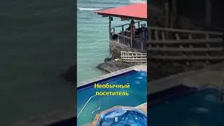 🦭The Seal Squeezed the Lounger😁