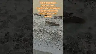 гигантский кузнец