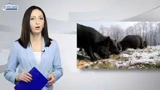 Ситуация с выявлением африканской чумы свиней находится на контроле управления Россельхознадзора