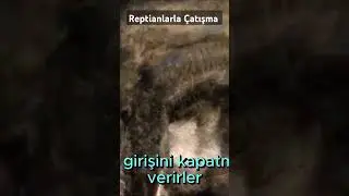 Reptianlarla Çatışma #gizemlervebilinmeyenler #youtuber #youtube #youtubeshorts #tarih #film #bilim