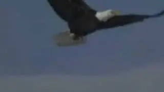 Fly Like An Eagle Steve Miller Band