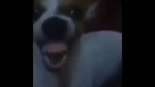 Собака смеётся)