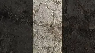 Ants are destroying my fingerbike jumps! 