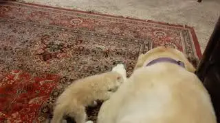 Reggie Has No Fear